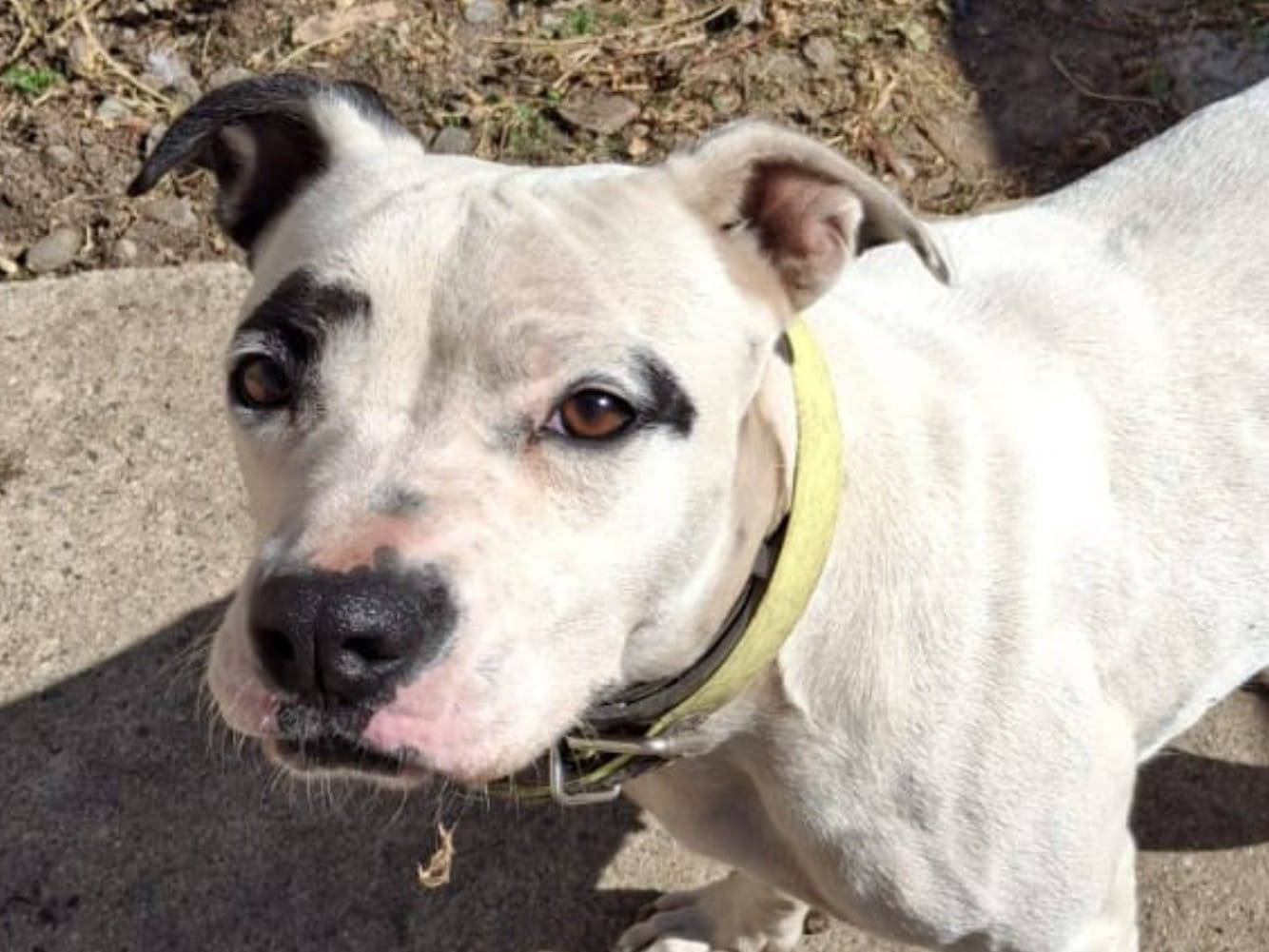 Adotta un cane, femmina, 3 anni  e 3 mesi , Crotone