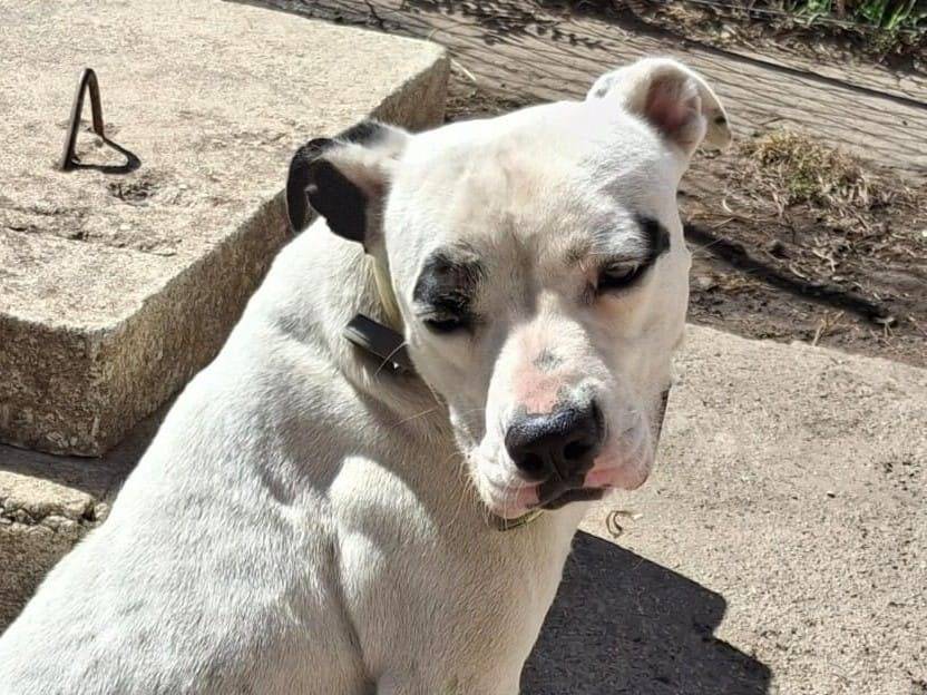 Adotta un cane, taglia media, femmina, Crotone