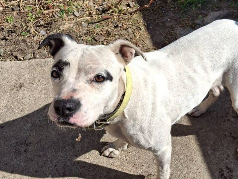 Vuoi adottare un cane a Crotone?