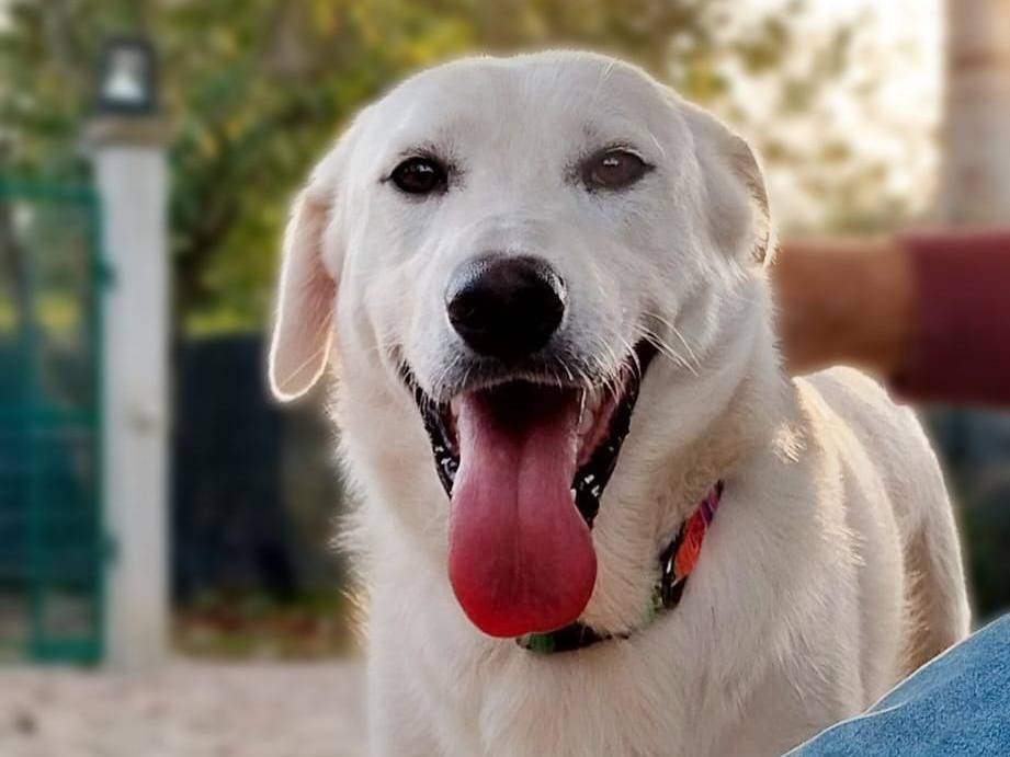 Adozione cane, maschio, meticcio, 2 anni, taglia media, Crotone