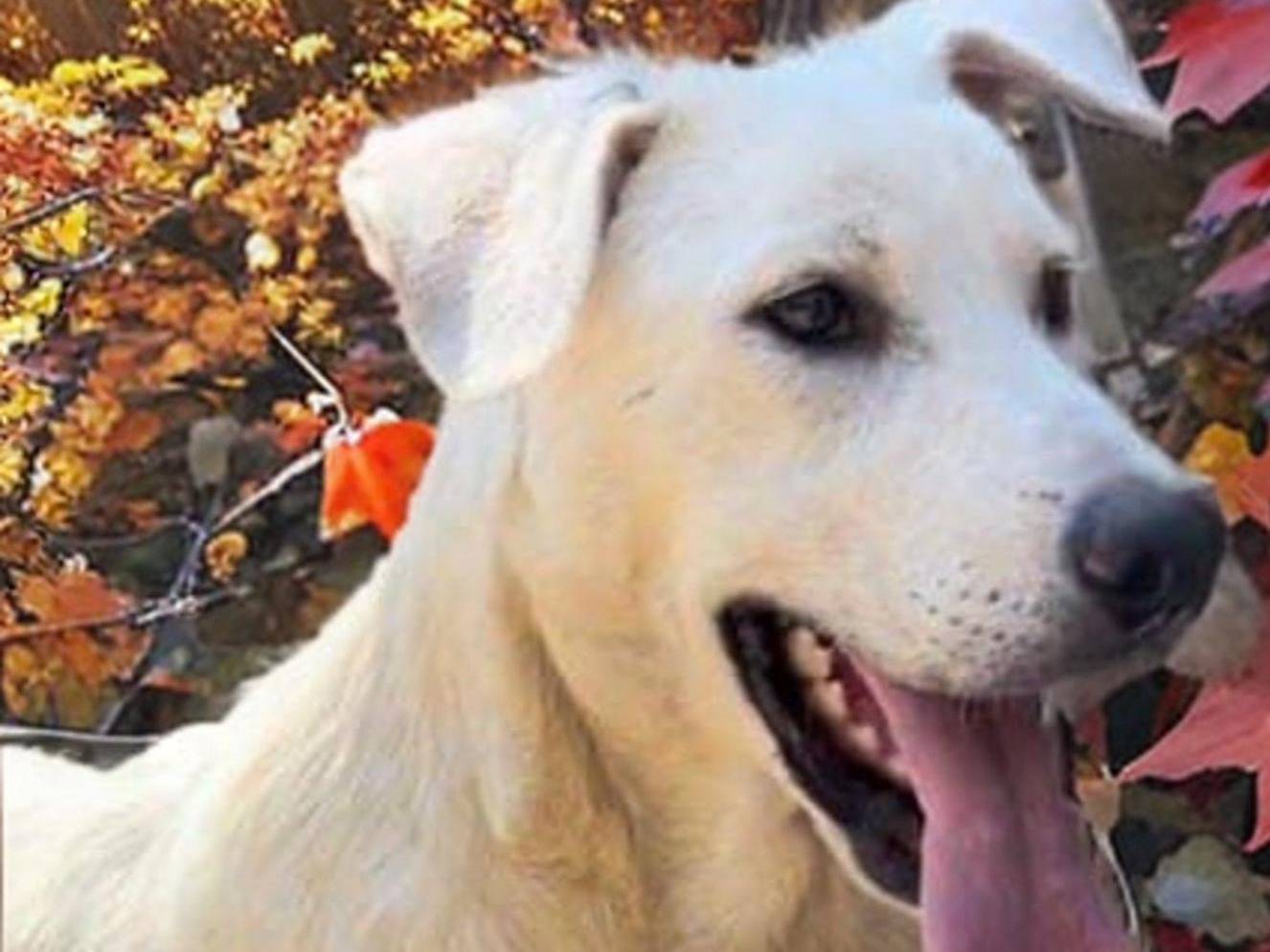 Adotta un cane, taglia media, maschio, Crotone