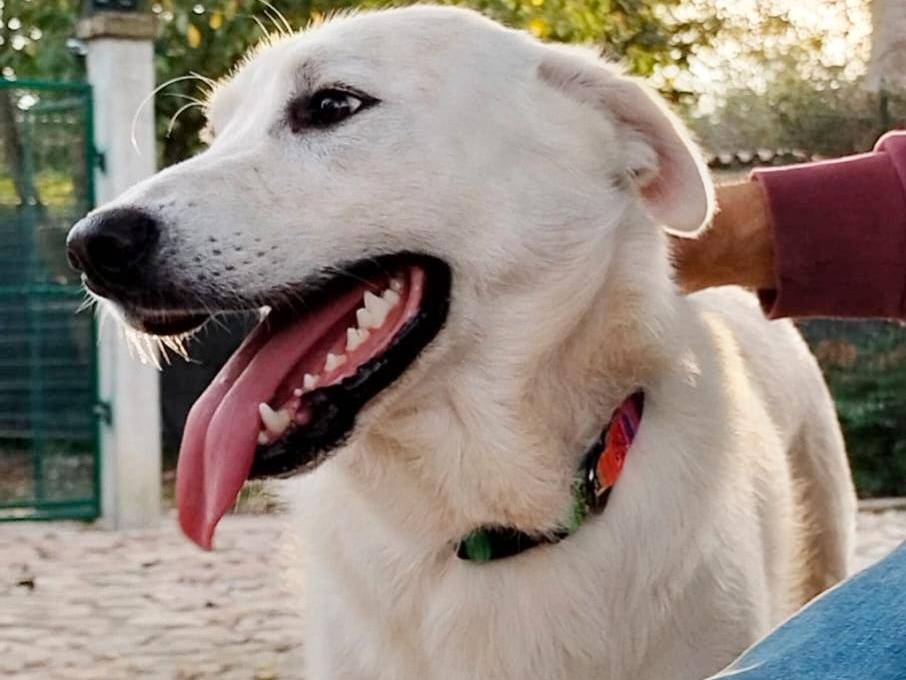 Vuoi adottare un cane a Crotone?