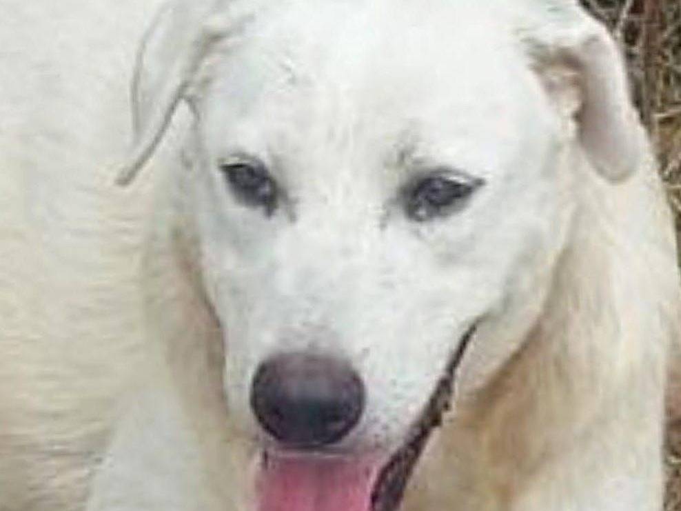 Adotta il cane CAPI a Crotone