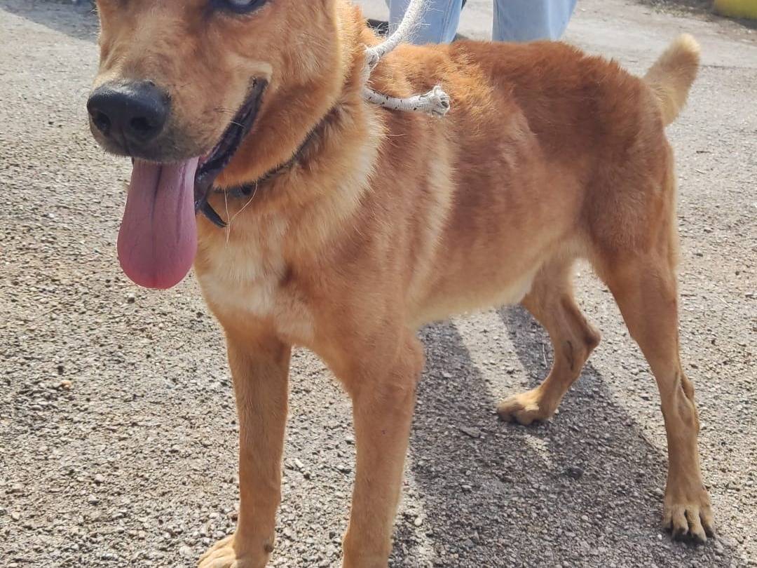 Adotta un cane, taglia grande, maschio, Napoli