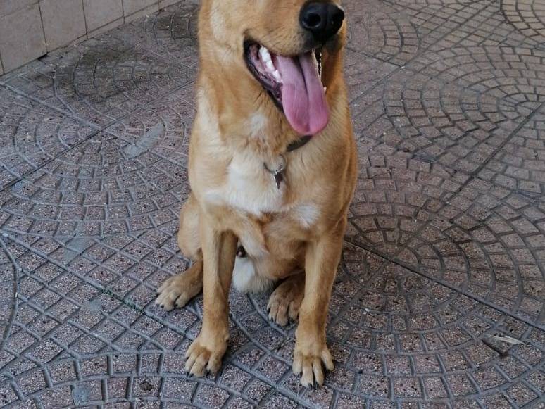 Adotta un cane, maschio, 5 anni  e 1 mese, Napoli