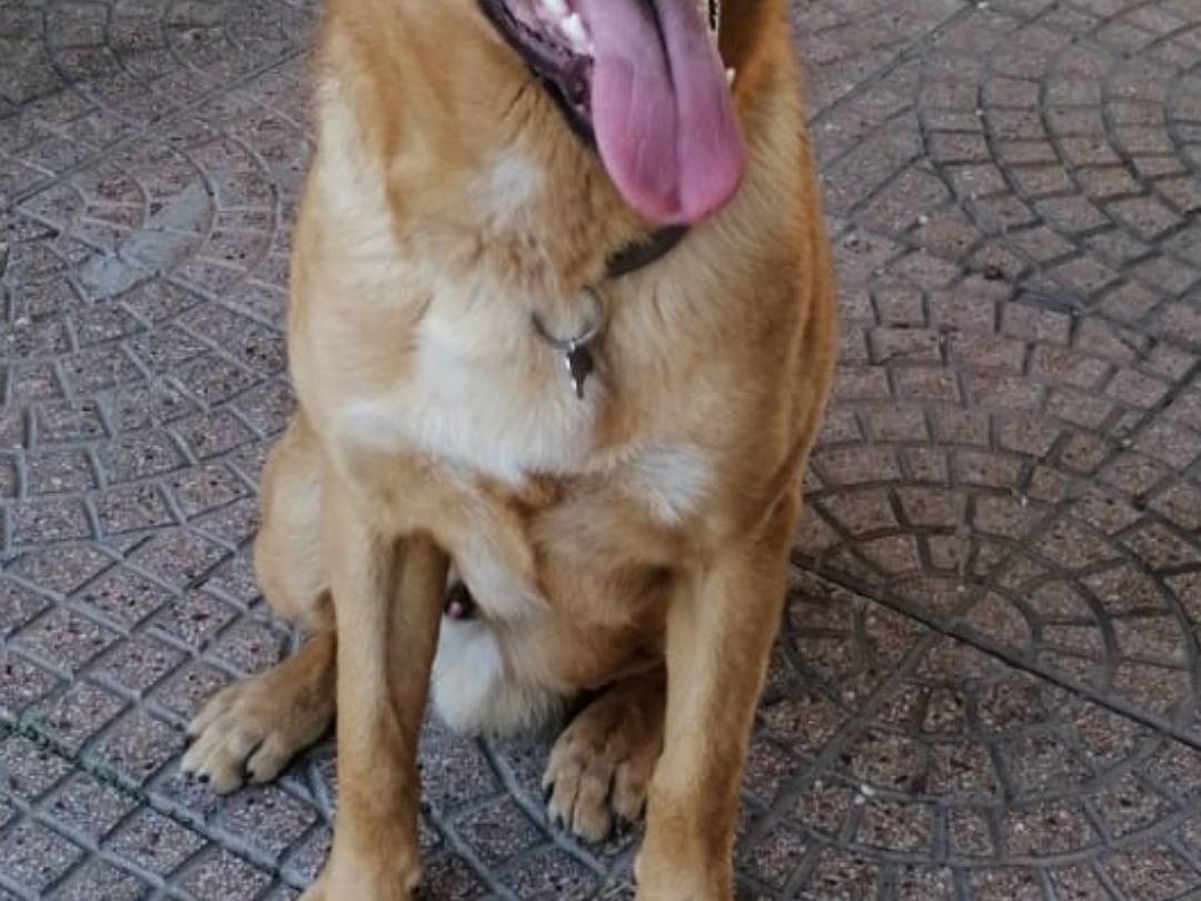 Adotta il cane YUKO  a Napoli