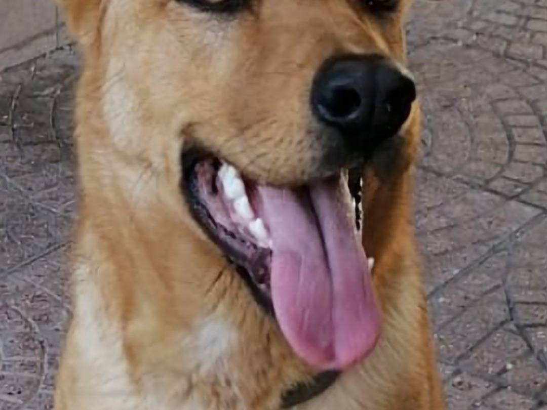 Vuoi adottare un cane a Napoli?
