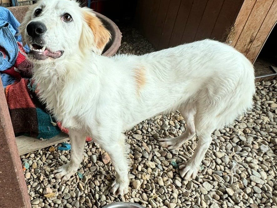 Adotta un cane, maschio, 8 mesi, Teramo