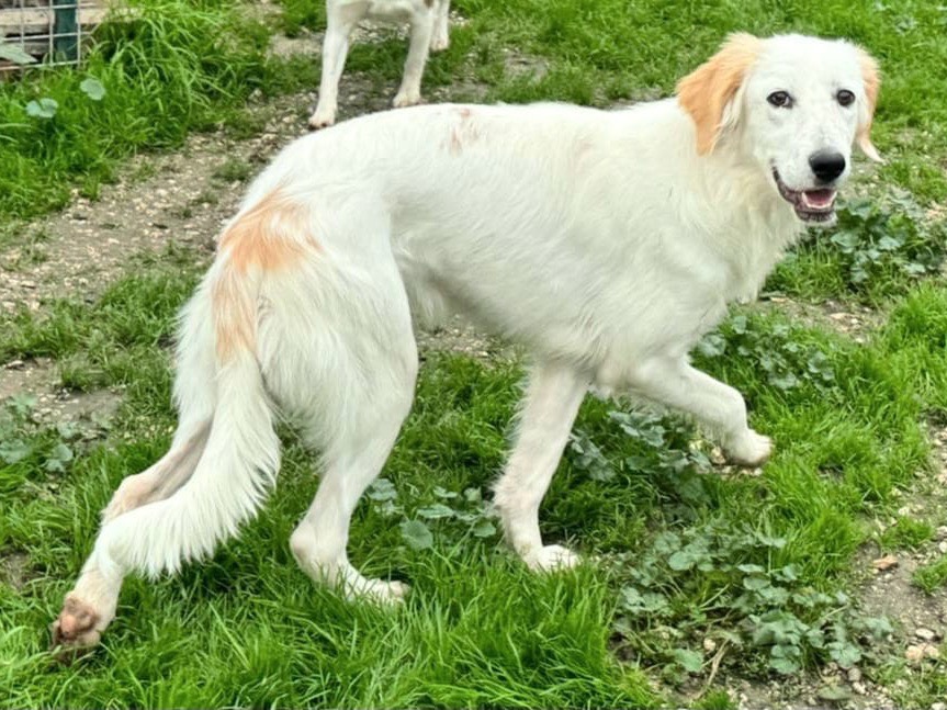 Adotta il cane Sushi  a Teramo