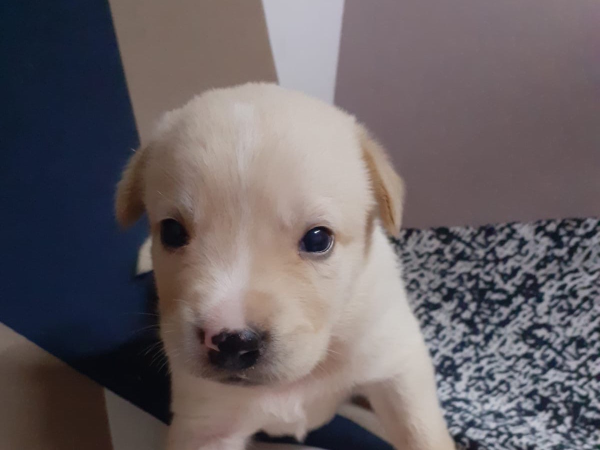 Adozione cane, maschio, meticcio, 1 anno e 7 mesi, taglia media, Siracusa