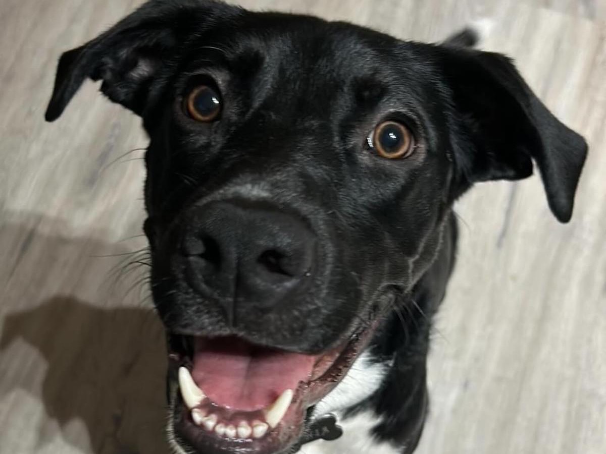 Adozione cane, femmina, meticcio, 1 anno e 11 mesi, taglia media, Roma