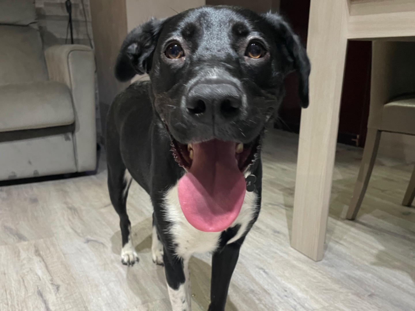 Adotta un cane, femmina, 1 anno e 11 mesi, Roma