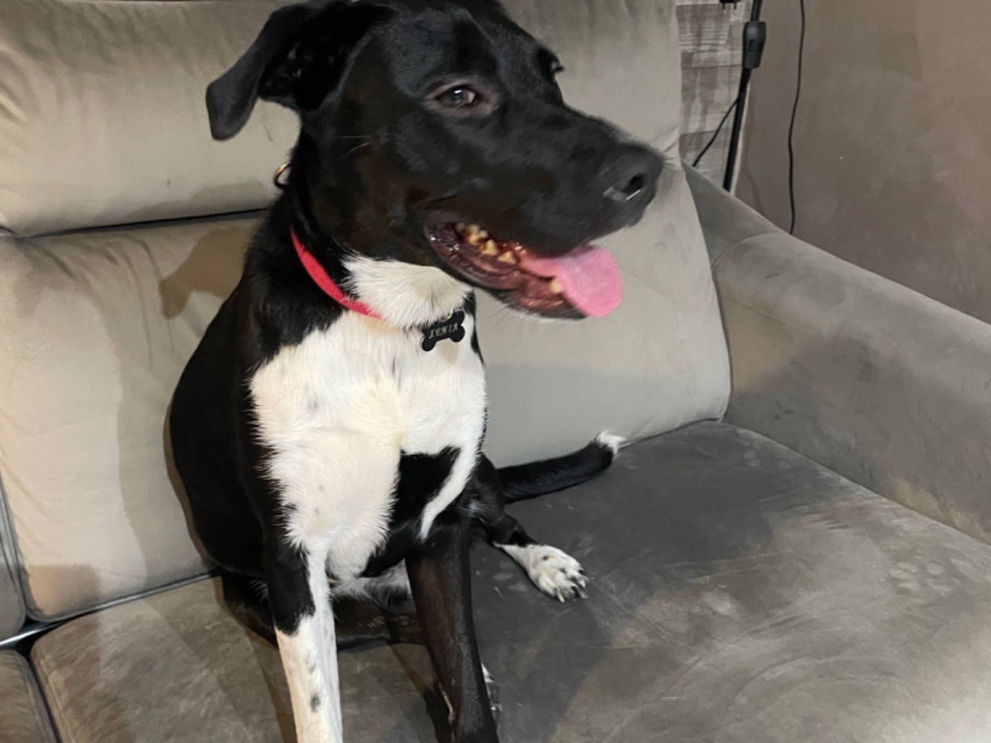 Adotta un cane, taglia media, femmina, Roma