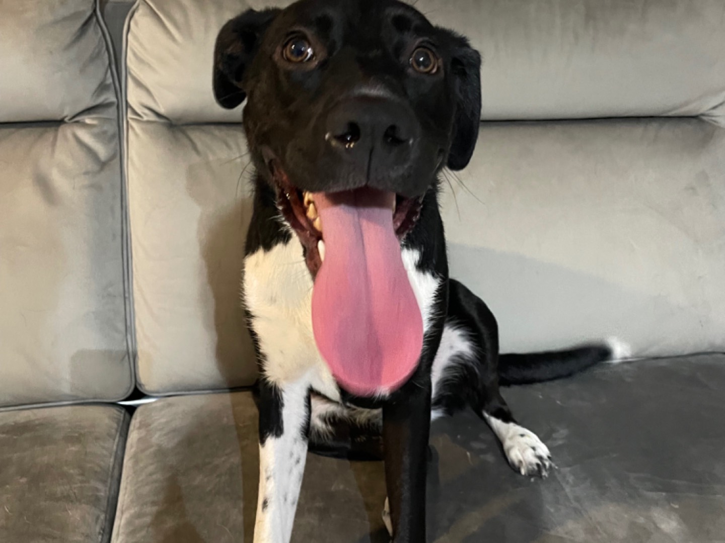 Vuoi adottare un cane a Roma?