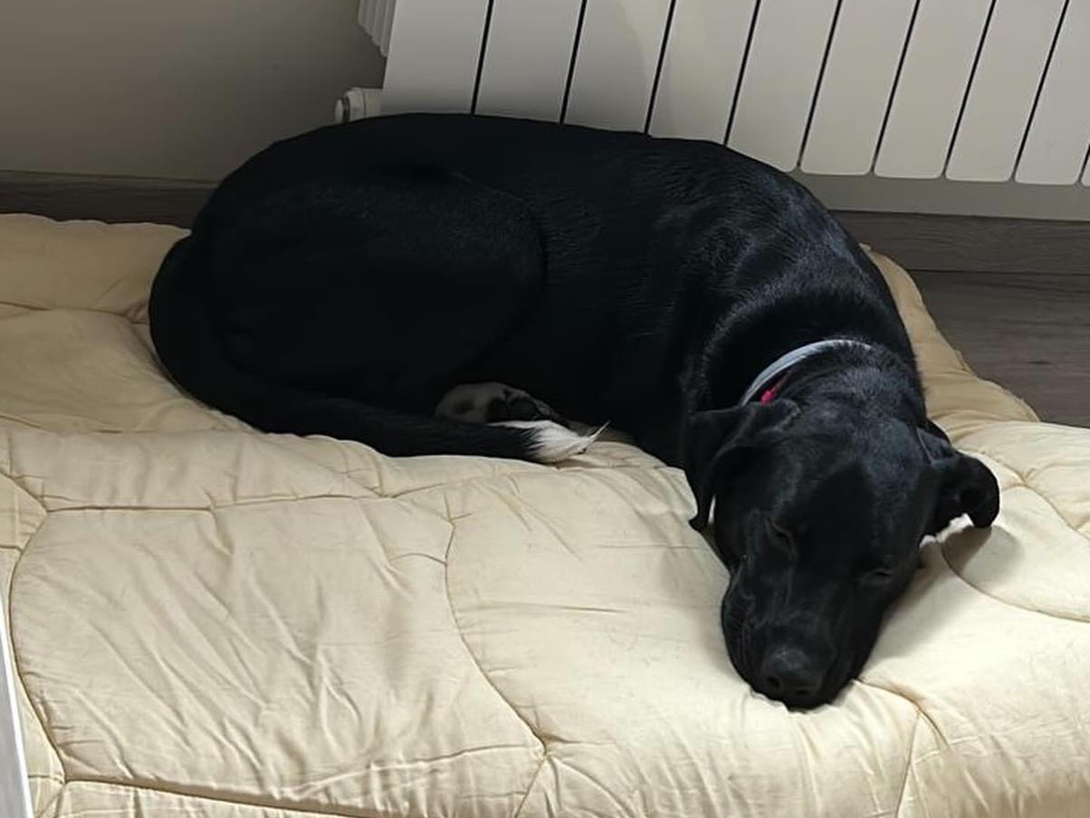 Adotta il cane XENIA a Roma
