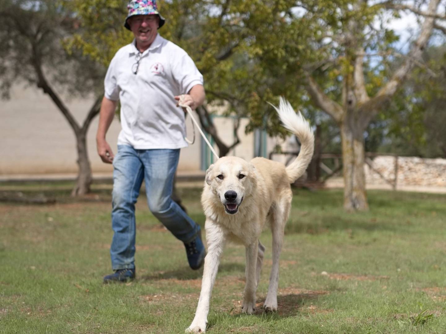 Adotta un cane, maschio, 1 anno e 7 mesi , Bari
