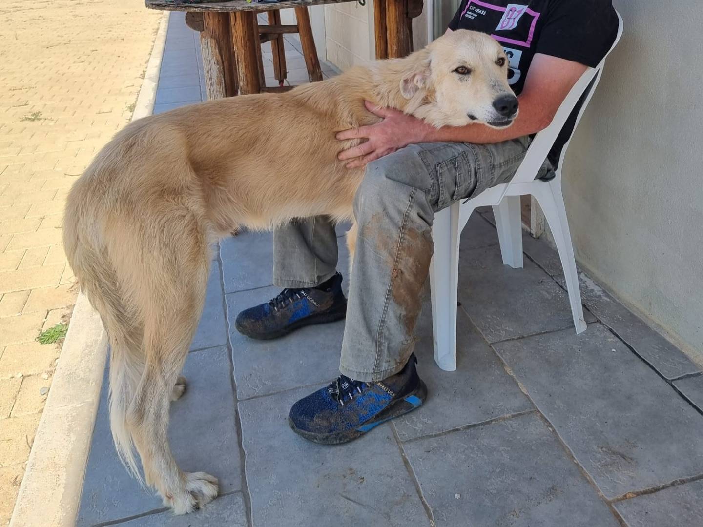 Adotta un cane, taglia gigante, maschio, Bari