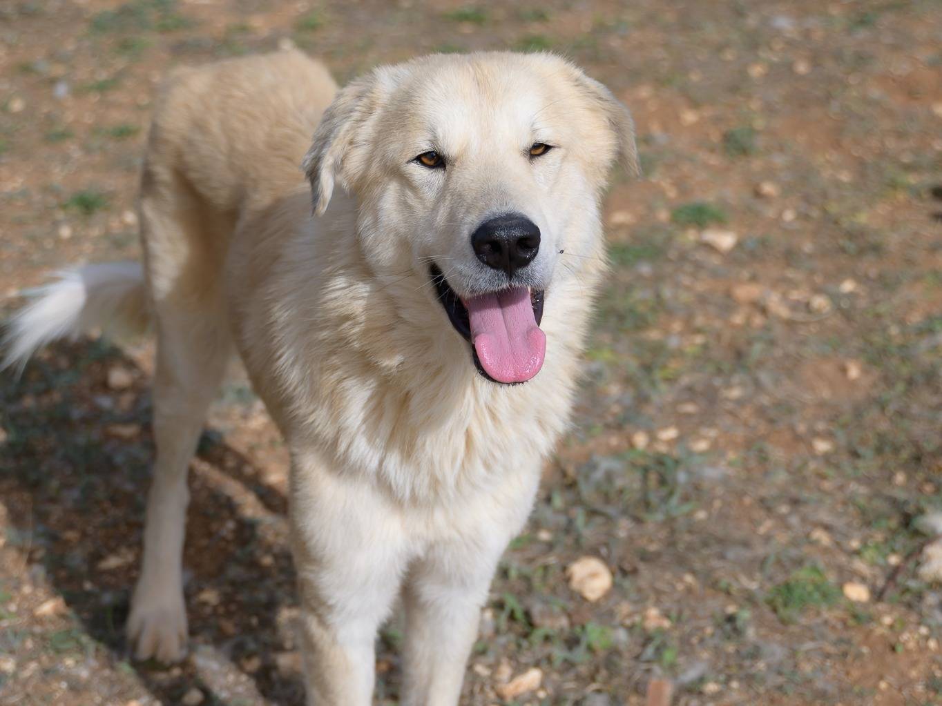 Vuoi adottare un cane a Bari?