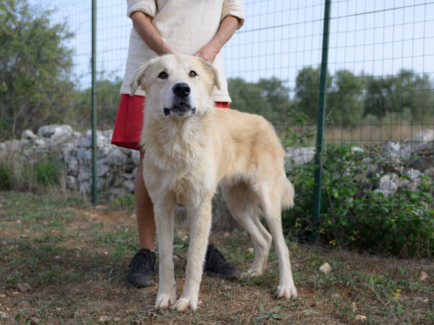 Adotta il cane PATRICK a Bari