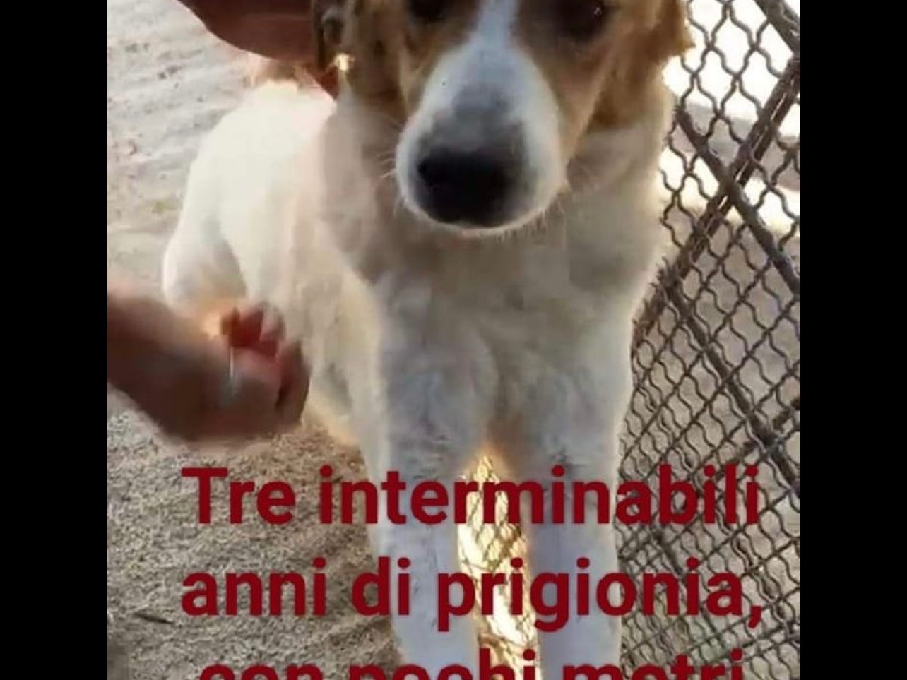 Foto dell'animale