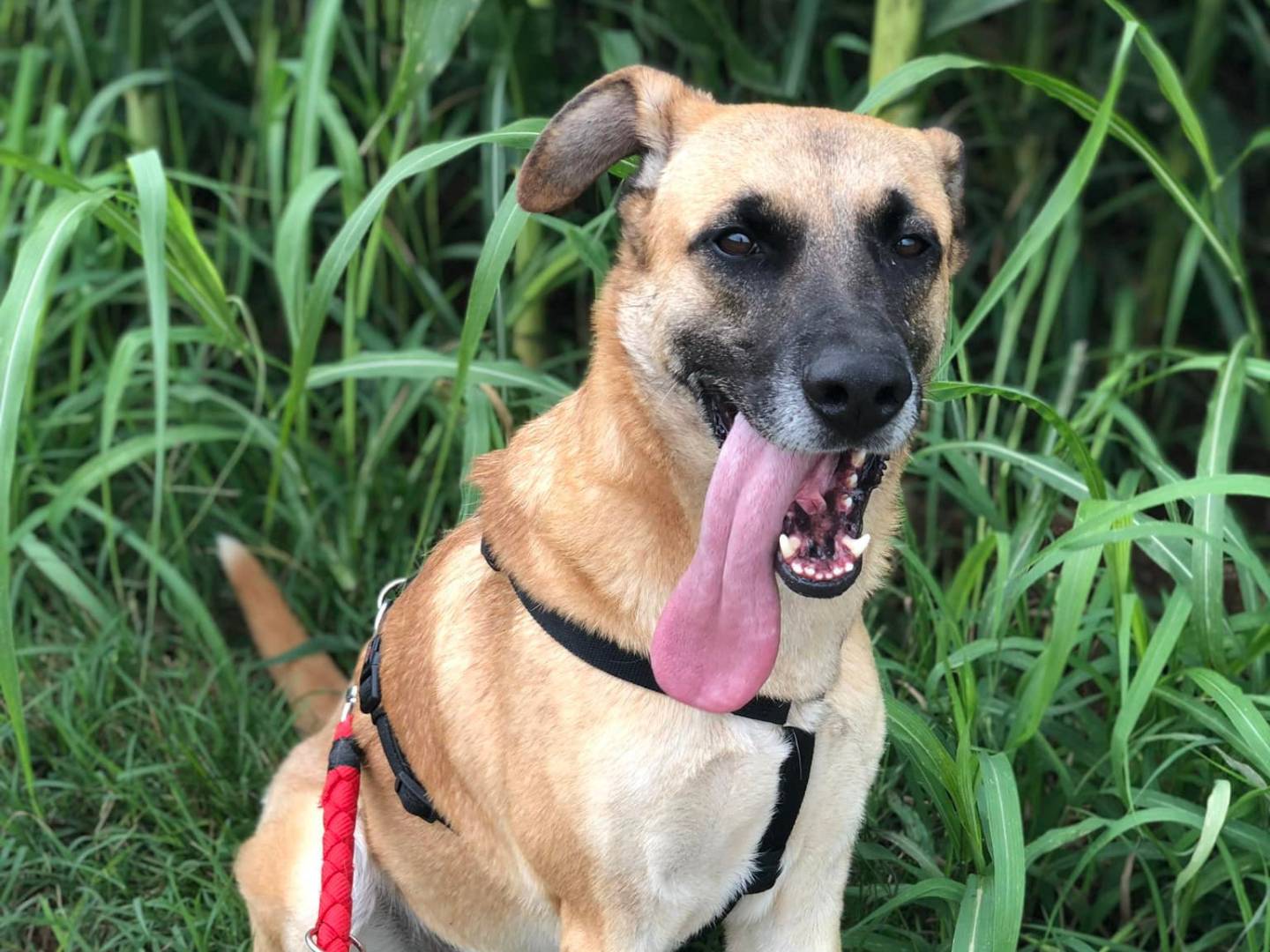 Vuoi adottare un cane a Milano?