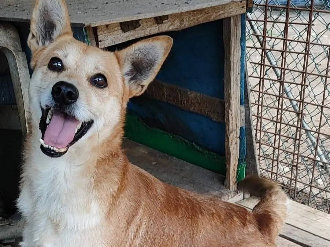 Adotta un cane, maschio, 1 anno e 4 mesi , Como