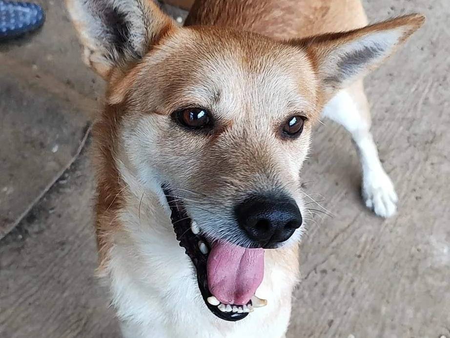 Adotta un cane, taglia media contenuta, maschio, Como