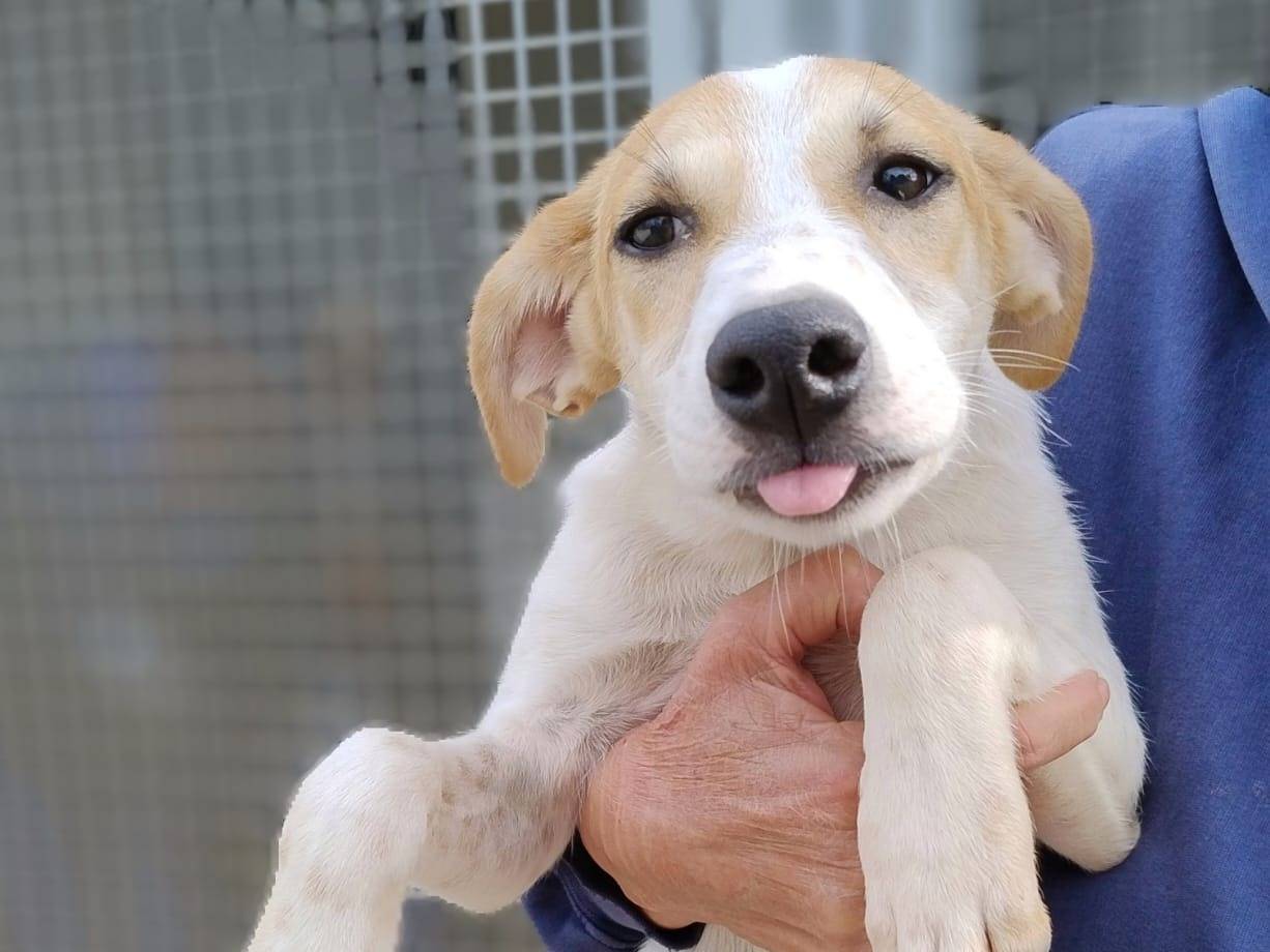 Adozione cane, femmina, Razza sconosciuta Razza sconosciuta, 2 anni e 1 mese, taglia media contenuta, Milano