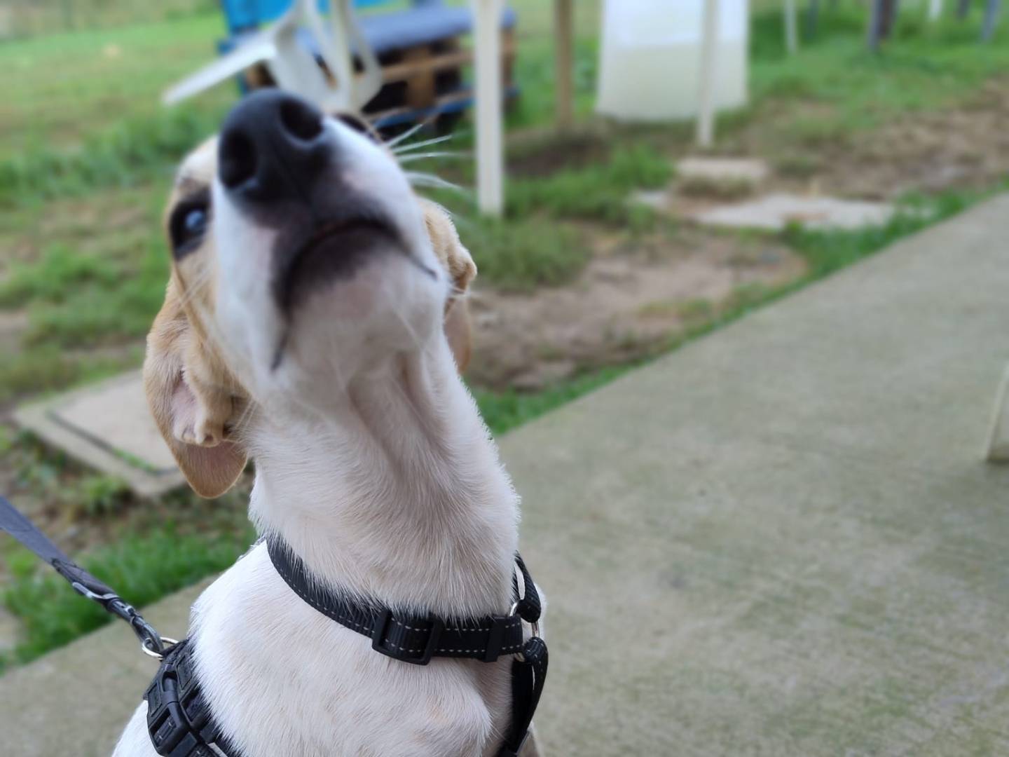 Adotta un cane, femmina, 2 anni e 1 mese, Milano