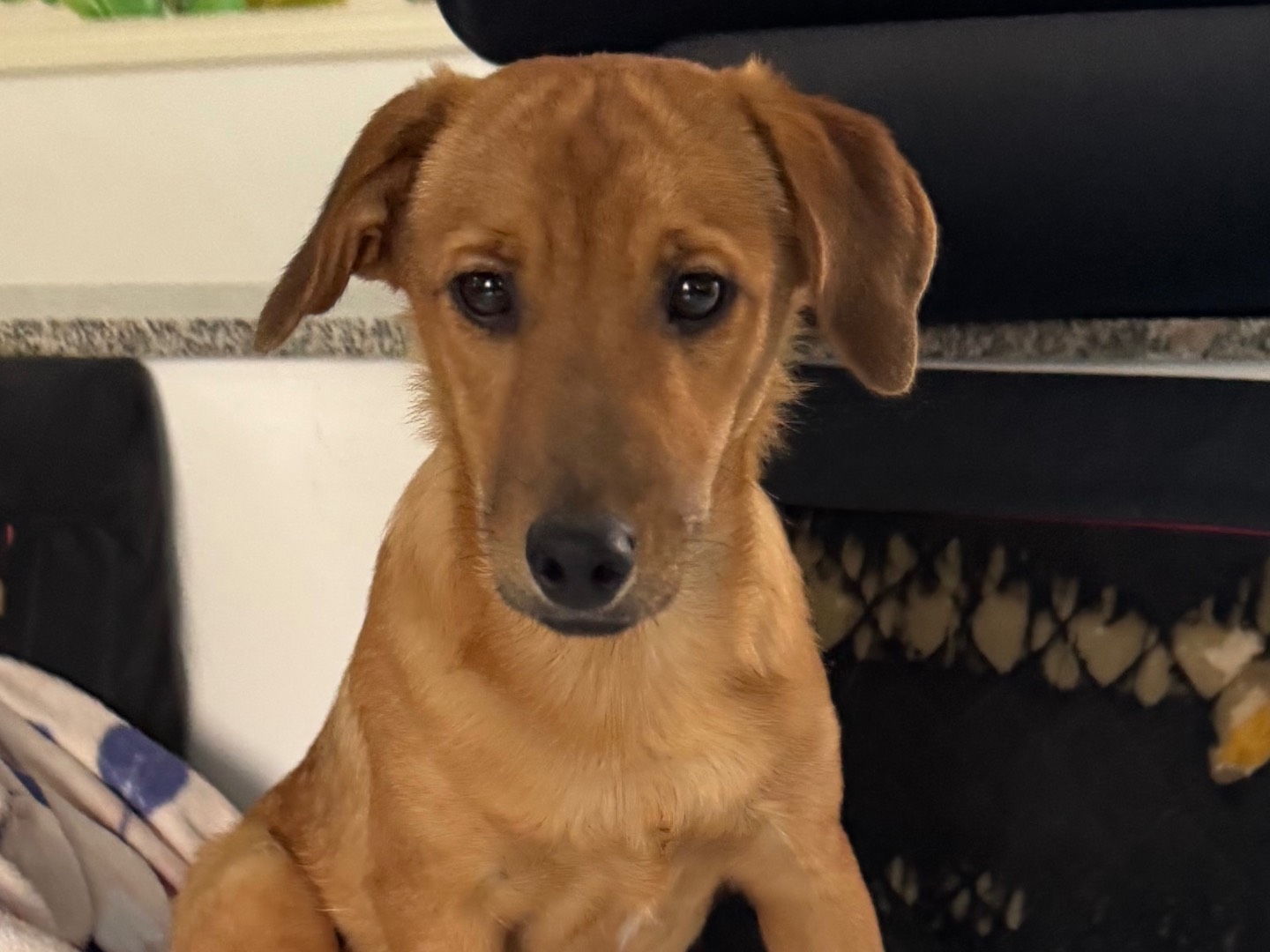 Adotta un cane, maschio, 1 anno e 2 mesi , Caserta