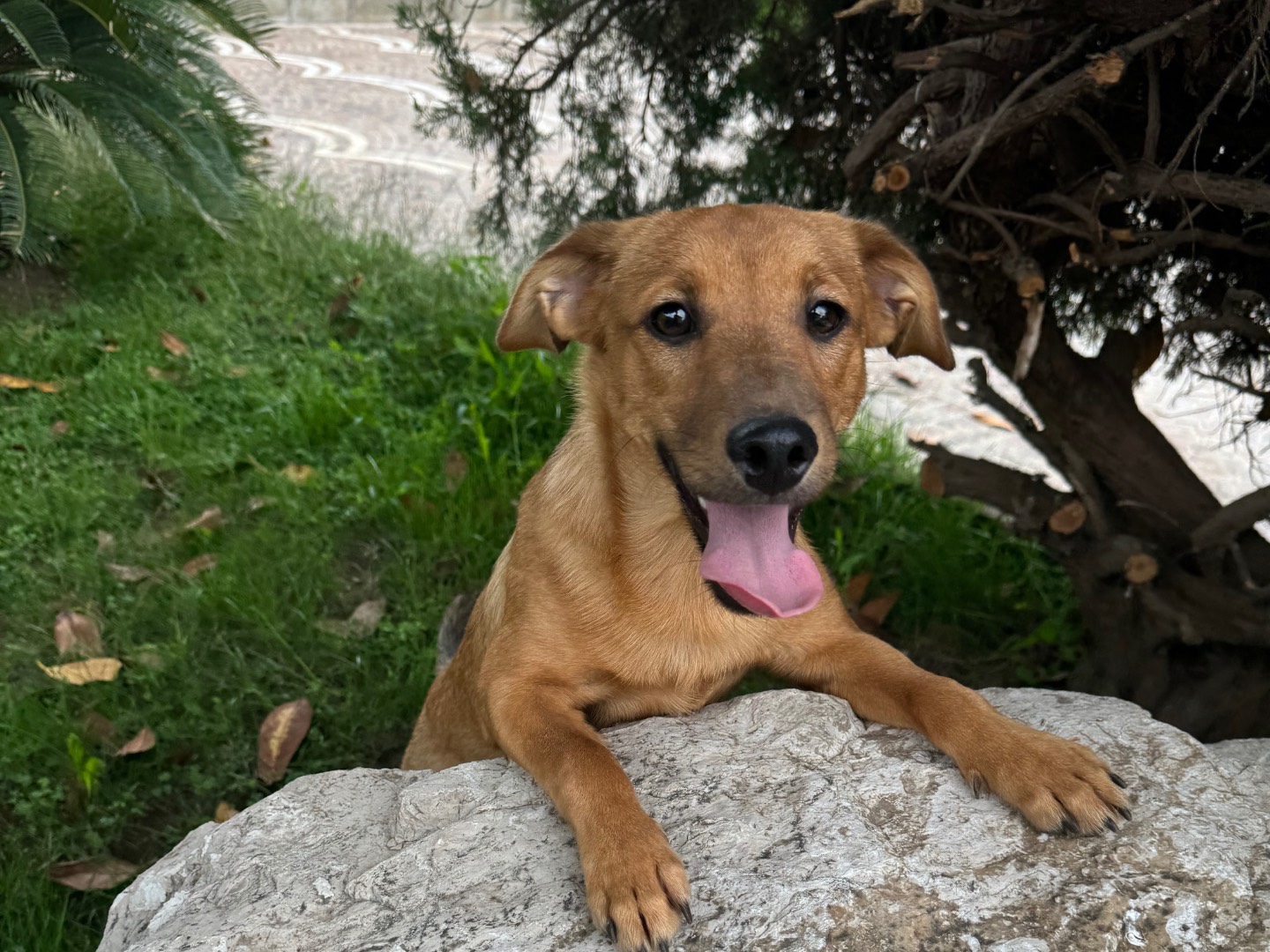 Adotta un cane, taglia media contenuta, maschio, Caserta
