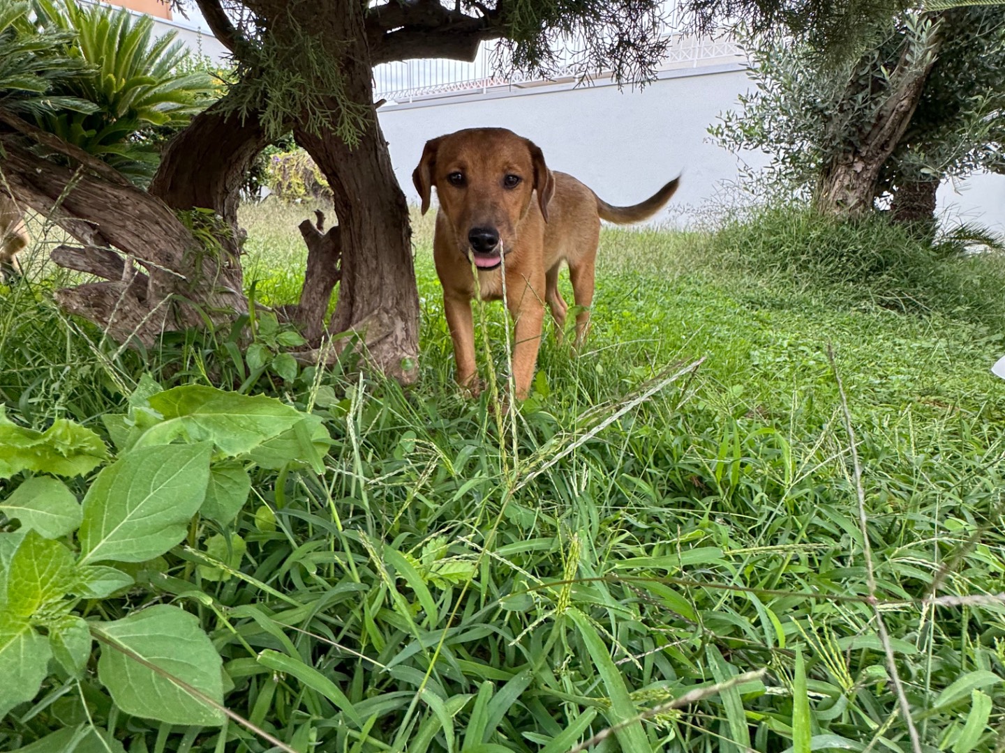 Vuoi adottare un cane a Caserta?