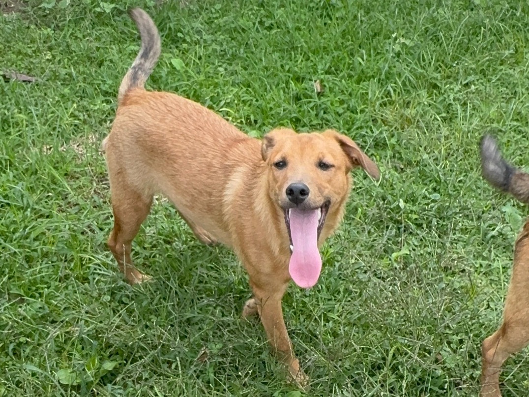 Adotta il cane Moitho a Caserta