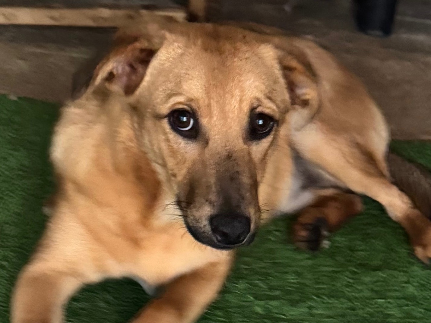 Adotta un cane, maschio, 1 anno e 4 mesi , Caserta