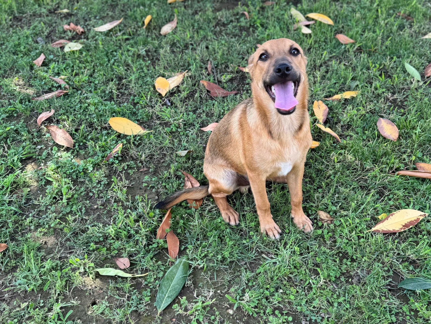 Vuoi adottare un cane a Caserta?