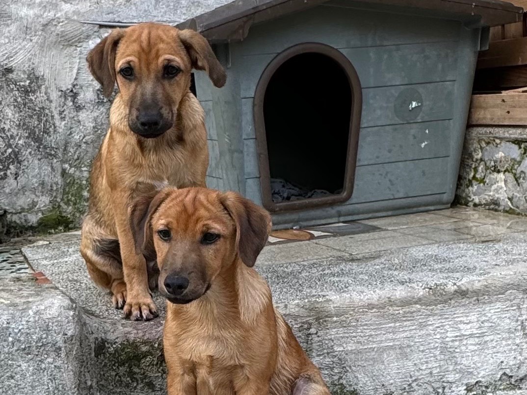 Adotta il cane Spritz  a Caserta