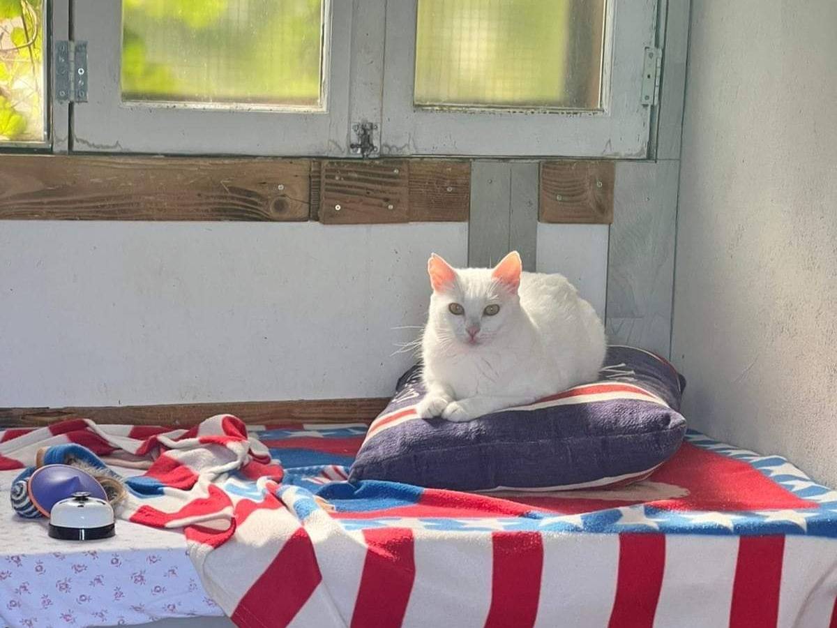 Adotta un gatto, taglia non valida, maschio, Bari