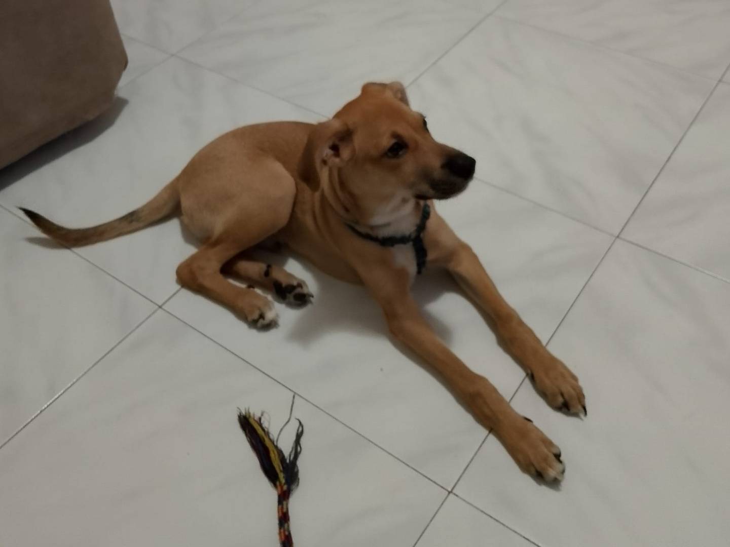 Vuoi adottare un cane a Napoli?