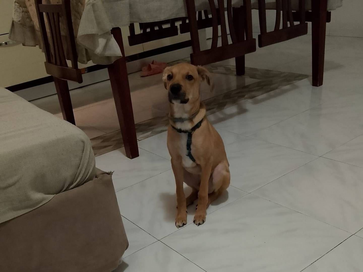 Adotta il cane BALU a Napoli