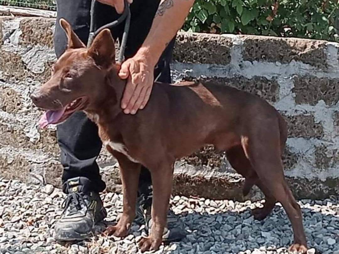 Adotta un cane, maschio, 4 anni  e 11 mesi , Pavia