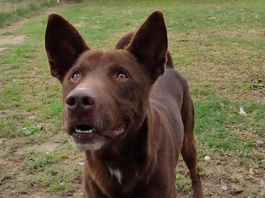 Adotta un cane, taglia media, maschio, Pavia