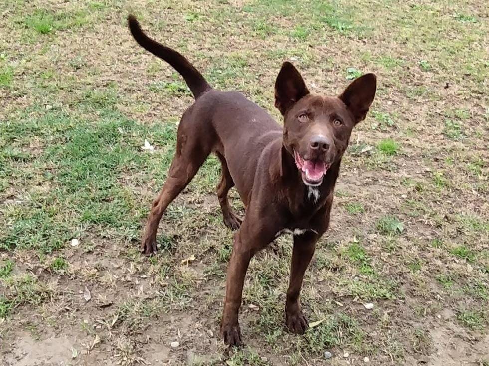 Vuoi adottare un cane a Pavia?