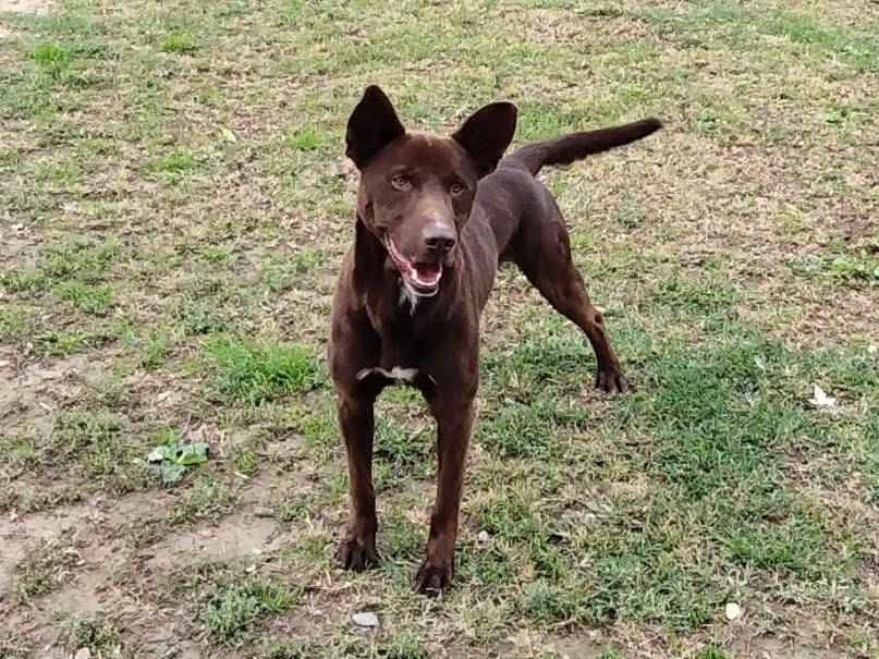 Adotta il cane ARON a Pavia