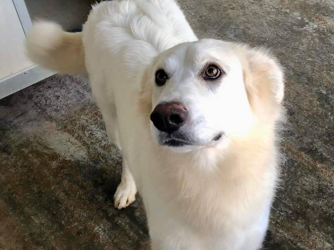 Adozione cane, femmina, Pastore maremmano Razza sconosciuta, 2 anni  e 4 mesi , taglia media, Viterbo