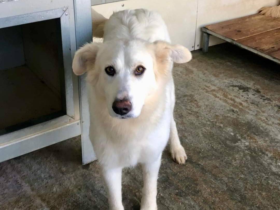 Adotta un cane, femmina, 2 anni  e 4 mesi , Viterbo