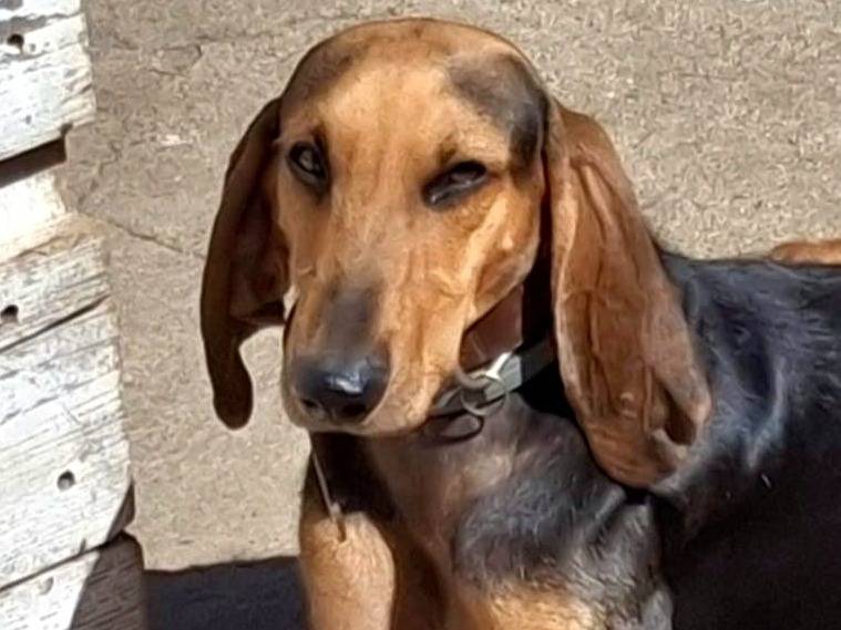 Adotta un cane, maschio, 2 anni  e 11 mesi , Crotone