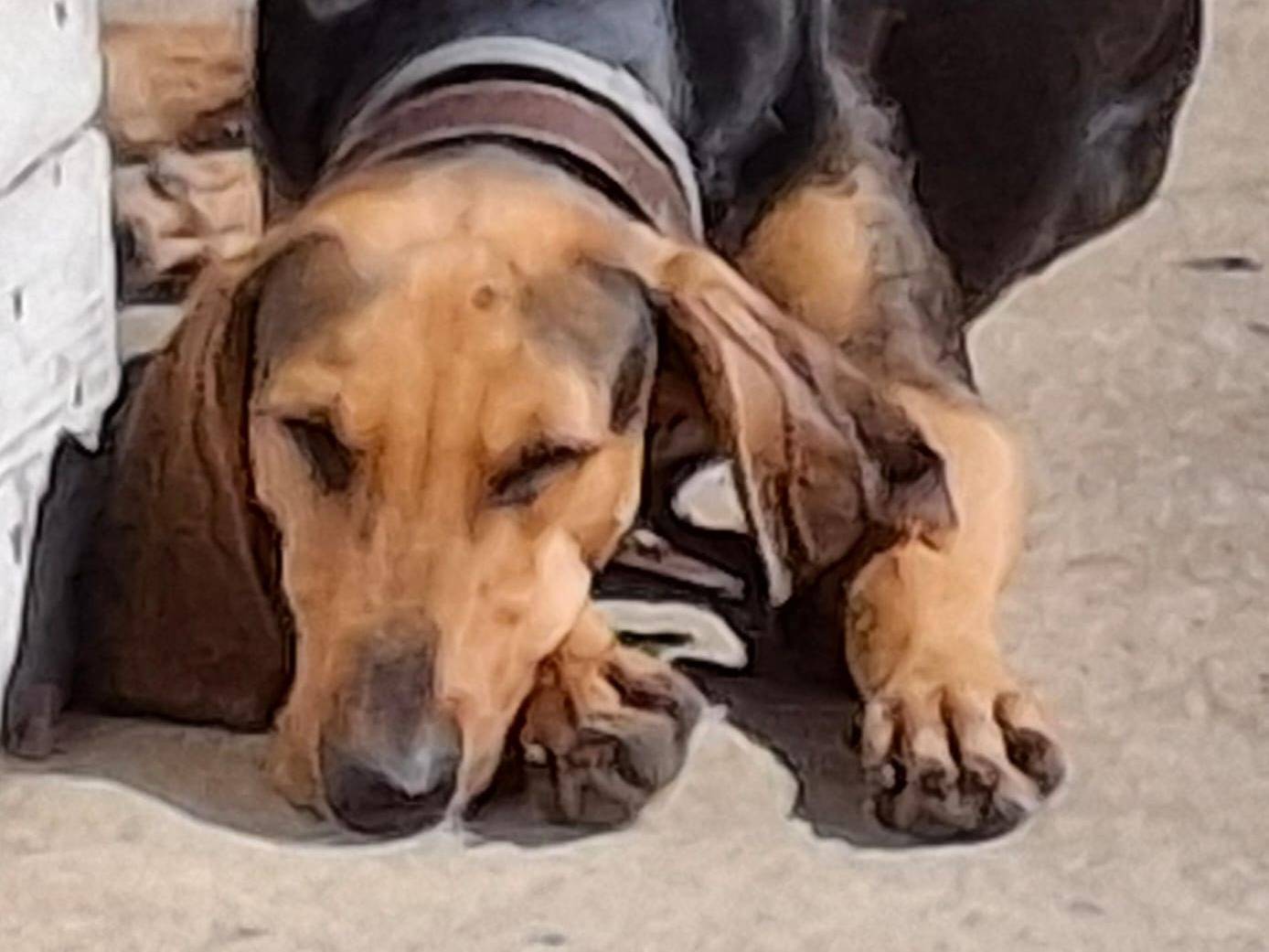 Adotta un cane, taglia media, maschio, Crotone