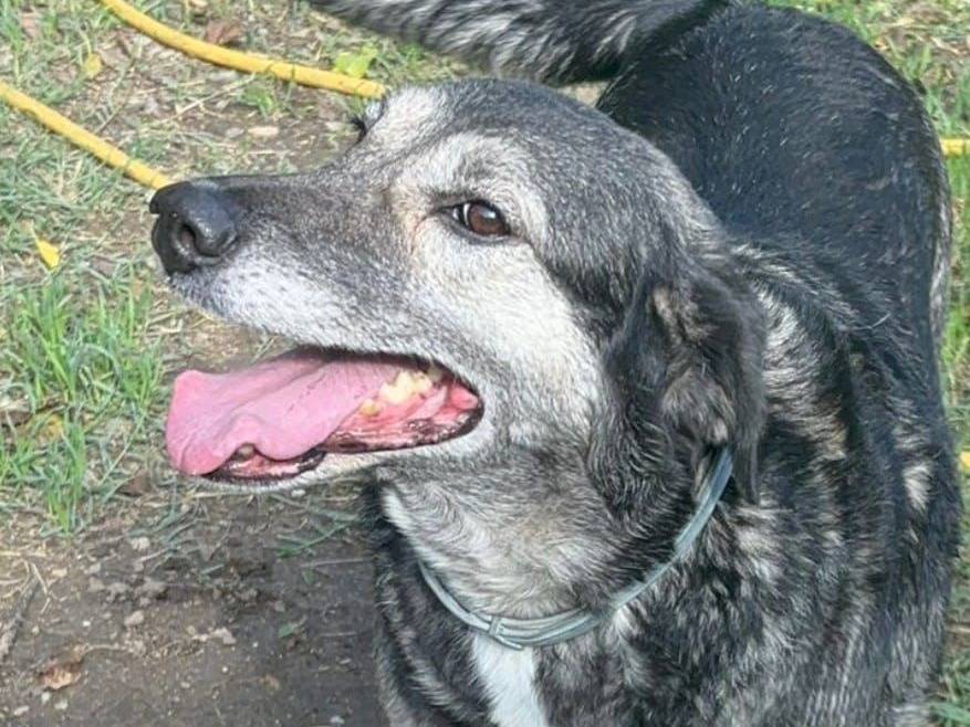 Adotta un cane, femmina, 6 anni  e 8 mesi , Crotone