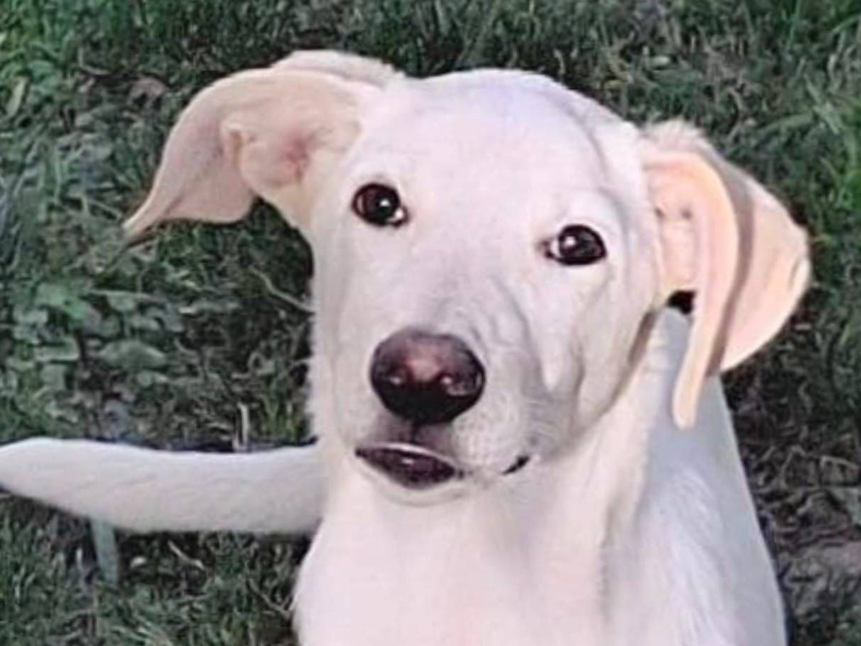 Adotta un cane, maschio, 1 anno e 4 mesi, Crotone