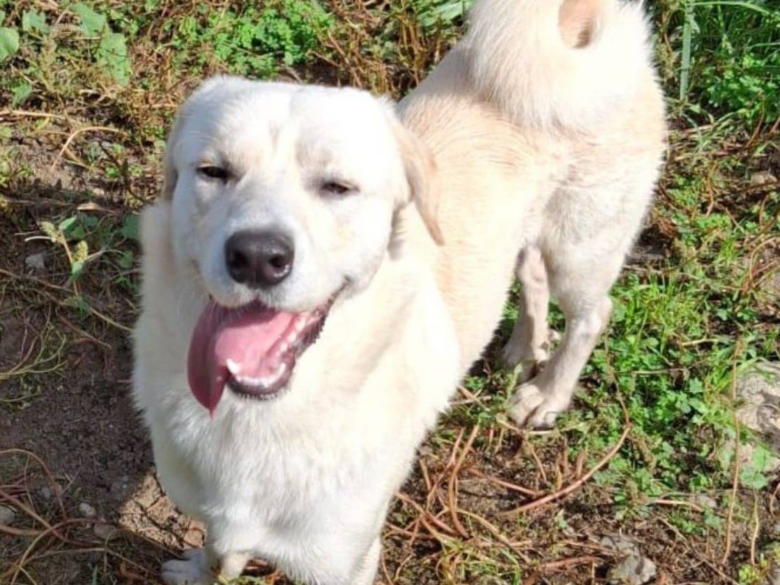 Adotta il cane WATSON  a Crotone